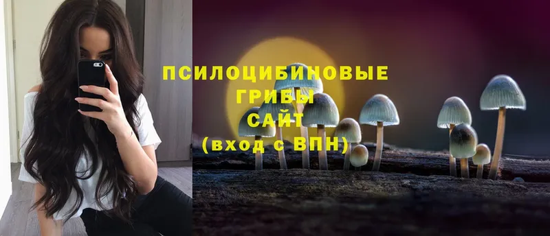 где найти   Тосно  Псилоцибиновые грибы Psilocybe 